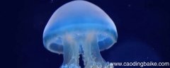 海蜇会主动攻击人类吗