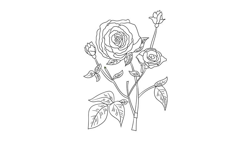 母亲节花简笔画教程母亲节花简笔画画法