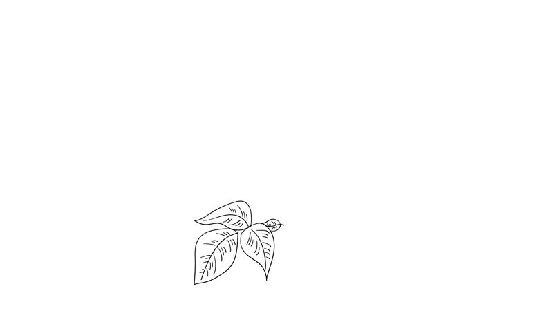 母亲节花简笔画教程母亲节花简笔画画法