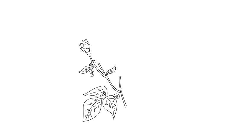 母亲节花简笔画教程母亲节花简笔画画法