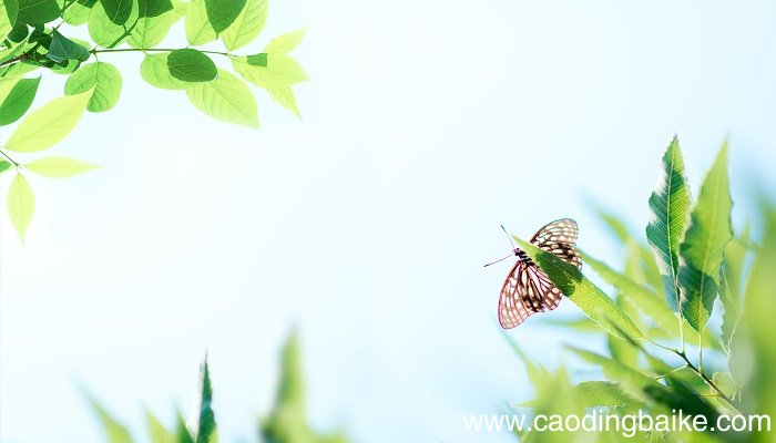 二月春风似剪刀是什么修辞手法 二月春风似剪刀的修辞手法