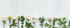 予人玫瑰手有余香的意思 予人玫瑰手有余香的意思是