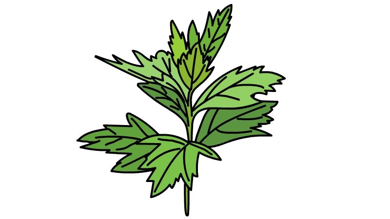 端午节艾草简笔画怎么画端午节艾草简笔画画法
