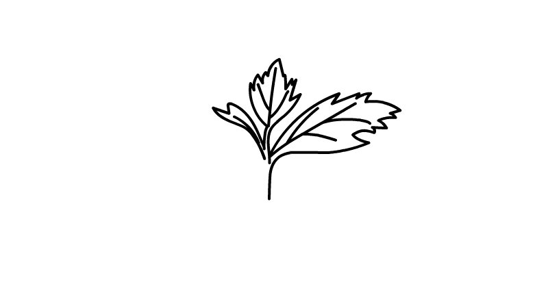 端午节艾草简笔画怎么画端午节艾草简笔画画法