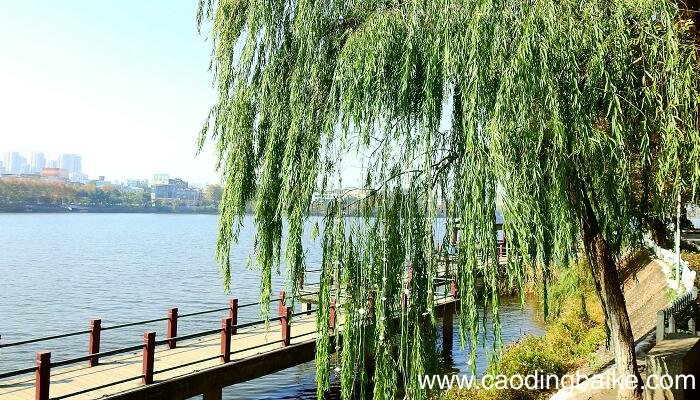 客舍青青柳色新的意思 客舍青青柳色新翻译