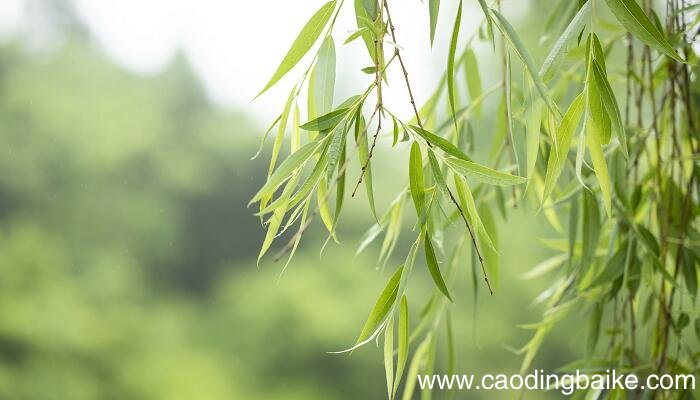 客舍青青柳色新的意思 客舍青青柳色新翻译