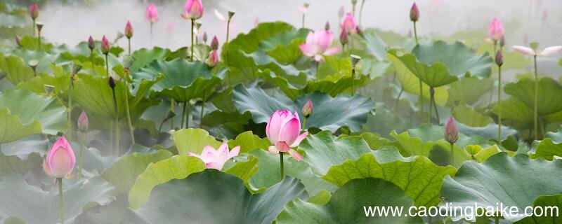 晓出净慈寺送林子方表达了诗人什么的思想感情 晓出净慈寺送林子方古诗表达的思想感情