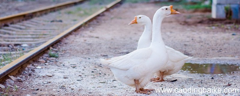 白鹅的主要内容概括 丰子恺的白鹅主要内容