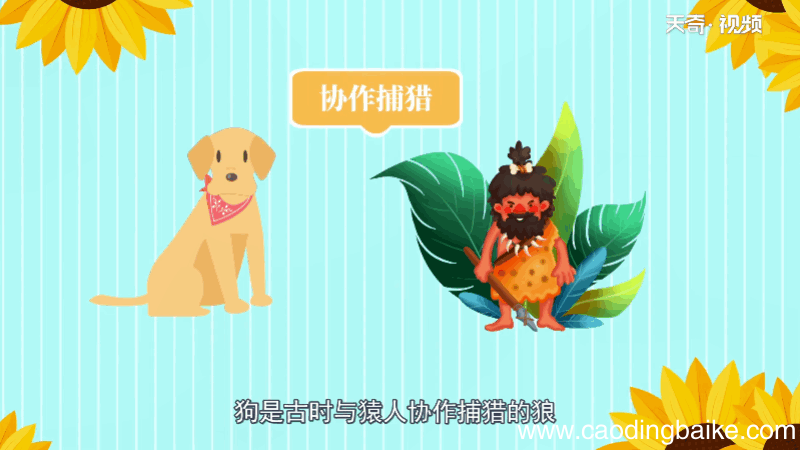 狼是色盲吗