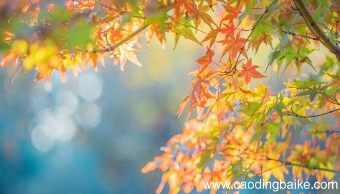 描写风景的古诗40首 描写风景的古诗