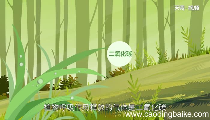 植物呼吸作用释放什么气体 植物呼吸作用释放的气体是什么