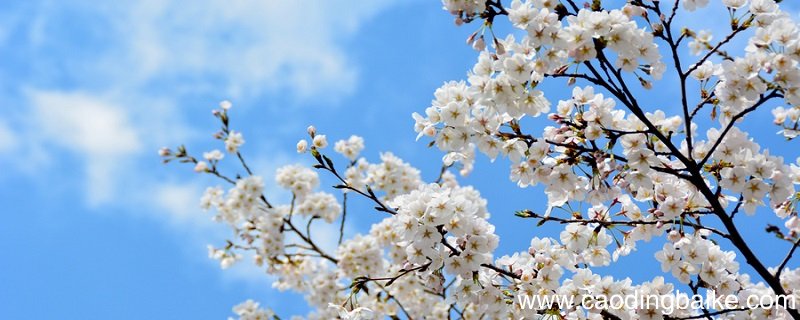 驿路梨花分段概括 驿路梨花的分段概括
