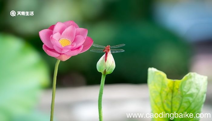 芙蕖落片自成舡吹泊高荷伞柄边的意思 芙蕖落片自成舡,吹泊高荷伞柄边的意思是什么