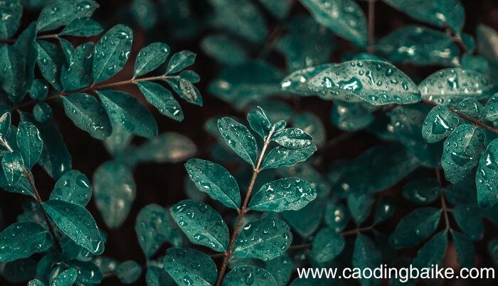 春夜喜雨的中心思想是什么 春夜喜雨的主旨是什么