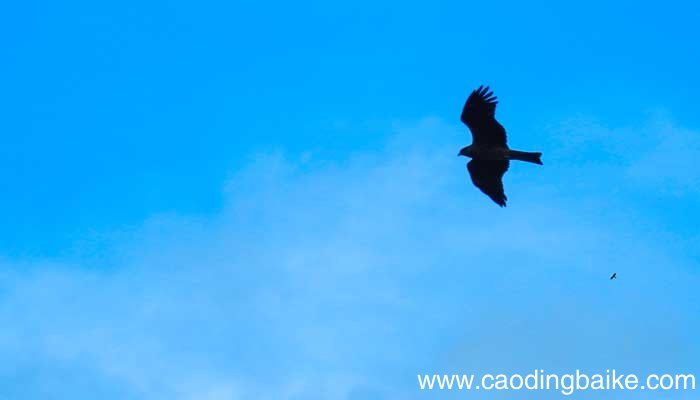 翱翔的寓意和象征 翱翔的寓意是什么