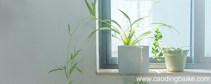 光合作用产生什么 光合作用的主要产物