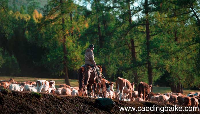 植树的牧羊人环境描写 植树的牧羊人环境描写的作用