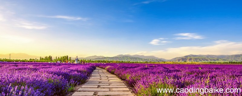 花园外告诉我们什么道理 花园外明白什么道理