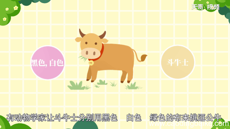 牛是色盲吗 牛是不是色盲
