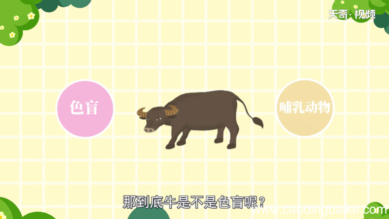 牛是色盲吗 牛是不是色盲