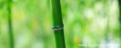 截竿入城的寓意和道理 《截竿入城》的原文以及译文
