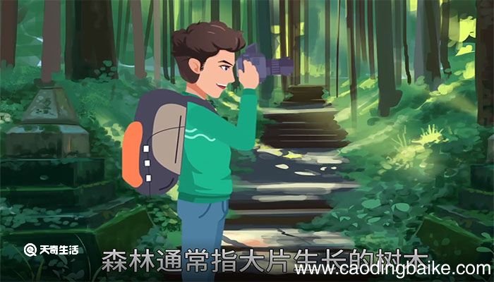 森林的意思，森林的解释