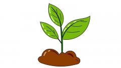 植物生长过程 植物生长过程简笔画