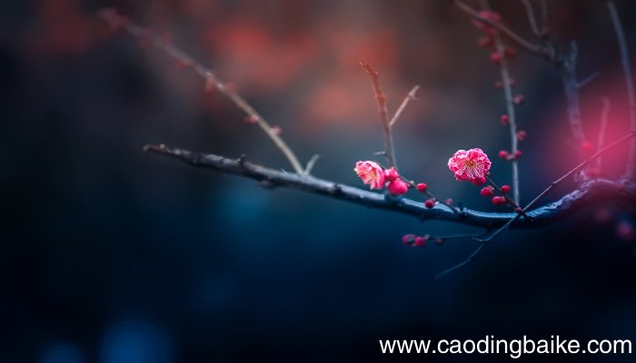 梅花魂这篇课文表达了什么 梅花魂这篇课文表达的是什么
