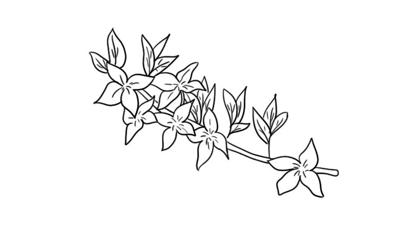 迎春画花简笔画画法迎春画花简笔画步骤