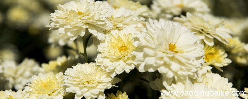 采菊东篱下悠然见南山的作者是什么时期的陶渊明 陶渊明是哪个时期的人