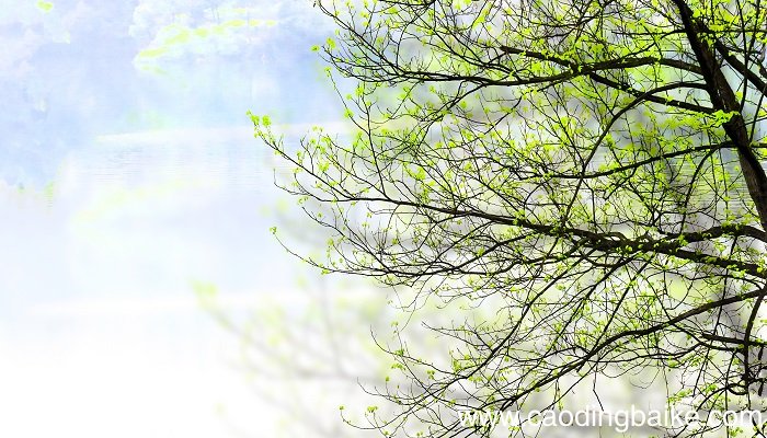 绝句描写了哪些景物 绝句描写了哪些景物呢