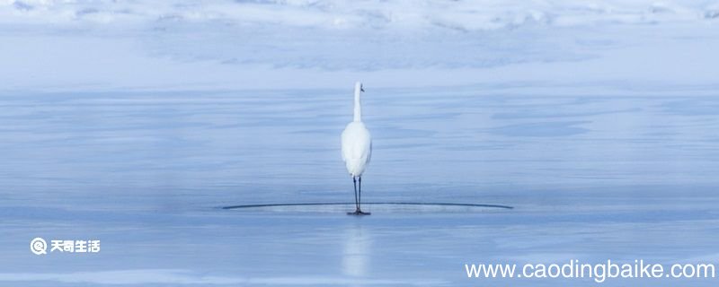 蓑毛的意思是什么 蓑毛的意思是什么意思简短