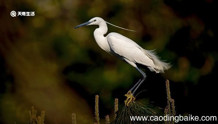 蓑毛的意思是什么 蓑毛的意思是什么意思简短