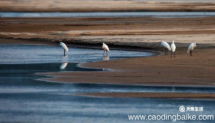 蓑毛的意思是什么 蓑毛的意思是什么意思简短