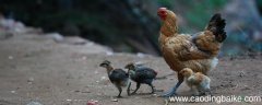 母鸡以什么为线索表达了什么 母鸡课文以什么为线索
