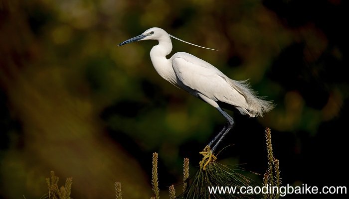 白鹭课文讲解 白鹭这篇课文的讲解