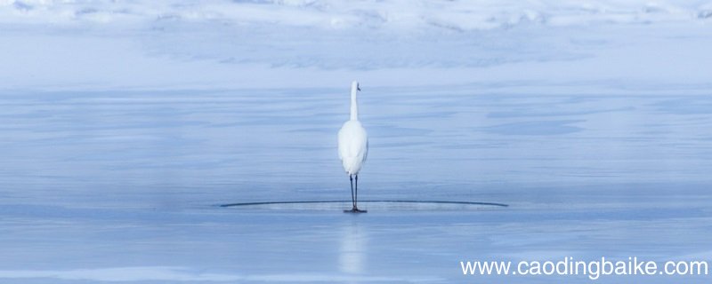 白鹭课文讲解 白鹭这篇课文的讲解