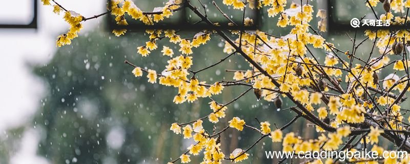 墨梅后两句的修辞手法 墨梅的修辞手法