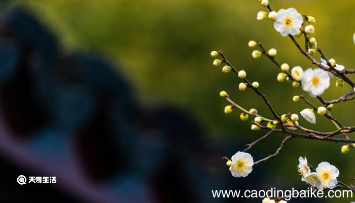 墨梅后两句的修辞手法 墨梅的修辞手法