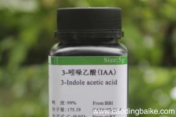 吲哚乙酸的作用和用法 吲哚乙酸用法和用量