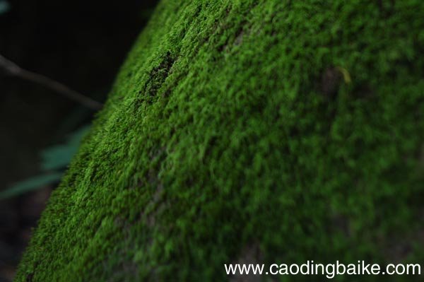 古诗《苔》赏析 苔给人的启示