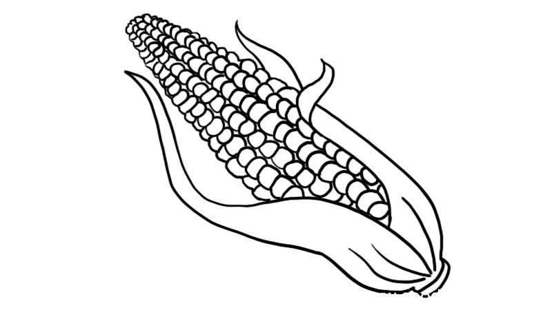 感恩节玉米简笔画