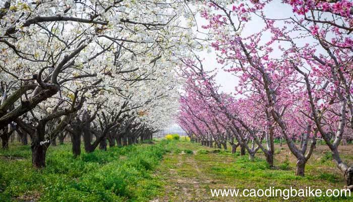 找春天仿写4一7段找春天仿写4一7段