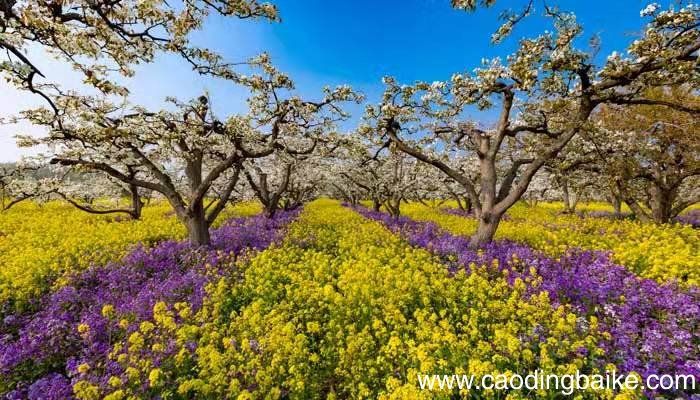 找春天仿写4一7段找春天仿写4一7段