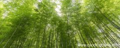 黄州新建小竹楼记译文 黄州新建小竹楼记译文是什么