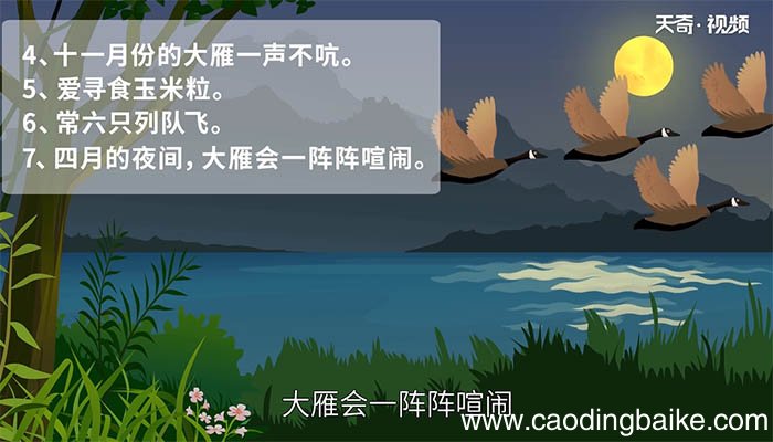 大雁归来中的大雁有哪些特点 大雁归来中的大雁的特点是什么