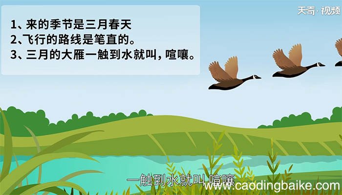 大雁归来中的大雁有哪些特点 大雁归来中的大雁的特点是什么