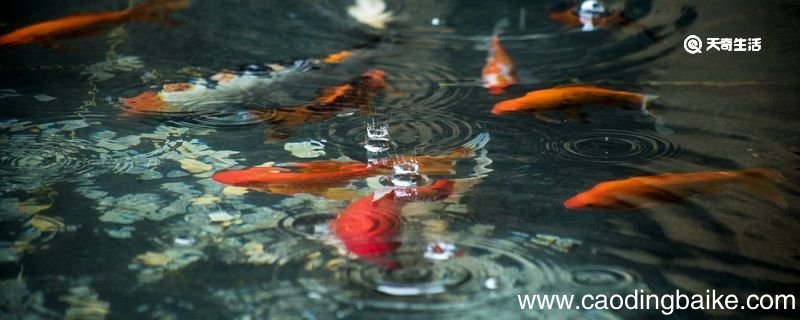 绕池闲步看鱼游,正值儿童弄钓舟是什么意思 绕池闲步看鱼游全诗