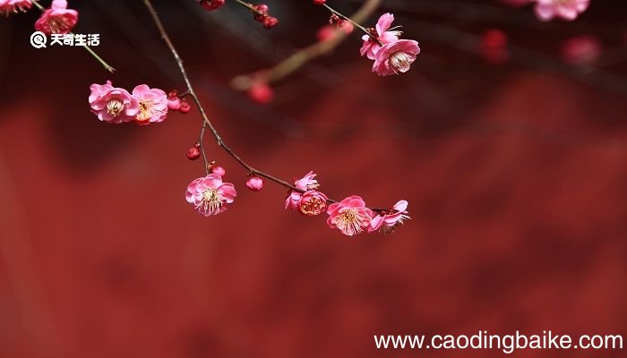 已是悬崖百丈冰犹有花枝俏描写的是什么季节 已是悬崖百丈冰犹有花枝俏描写的是什么季节的景色