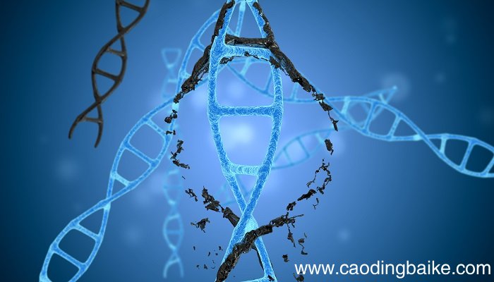 基因在染色体上呈什么排列 基因在染色体上呈现什么排列